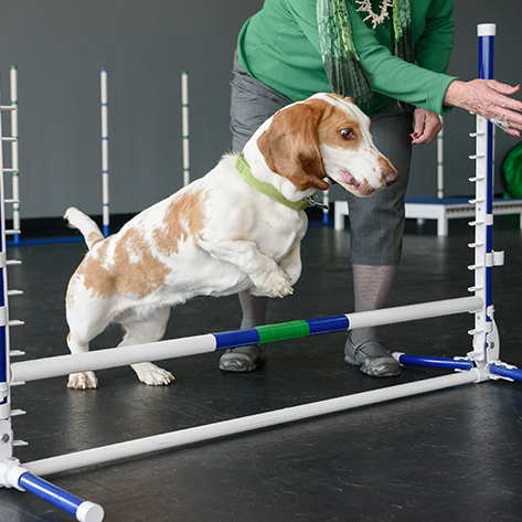 pets training